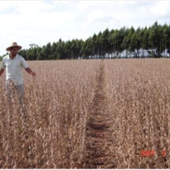 Figura 9. Campo de semillas empresa Semillas Iruña - Téc. Agr. JosneiRomblesperger (2007)