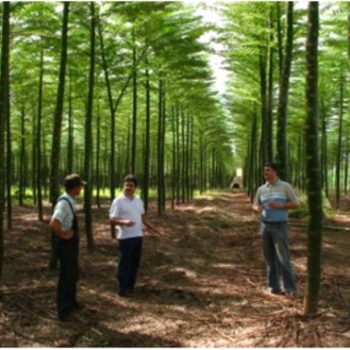 Figura 11. Señor Peter, Alexandre Poland y Luciano Poland en una plantación de Parica en la empresa Forestal Rio Verde (2007)